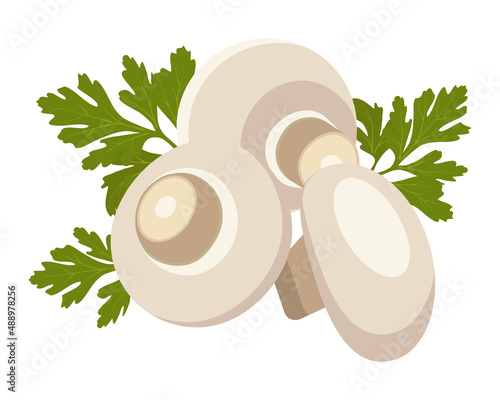 Set Champignon. vector illustration, mushrooms. Edible mushrooms