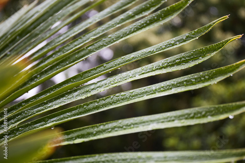 Green palm leaves after rain. Tropical leaves background. Green Plant Texture