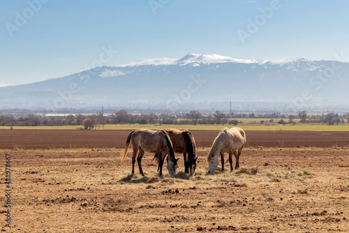 Three beautiful horses are grazing in the field, eat hay, stand close to each other, Bulgaria © Polina