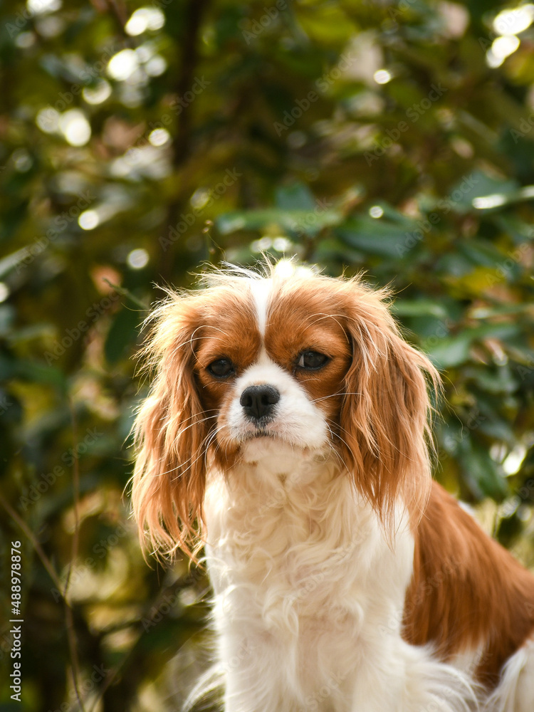 Portrait chien race cavalier king charles dans la nature Portrait chien race cavalier king charles dans la nature