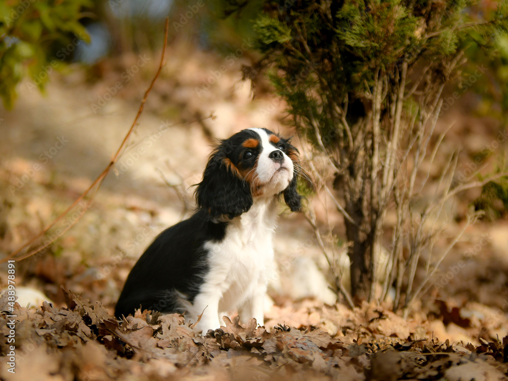 Chien cavalier king charles pour un shooting Chien cavalier king charles pour un shooting