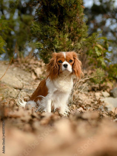 Portrait chien race cavalier king charles dans la nature © Alexandre