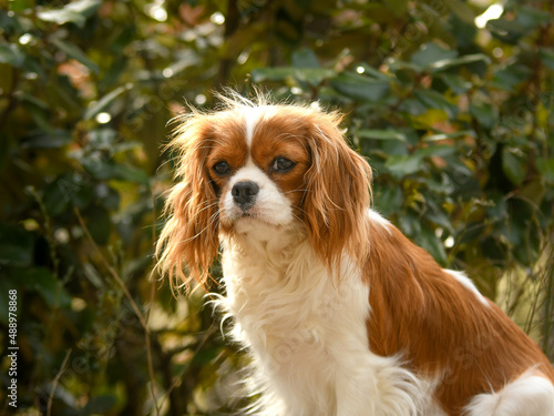 Portrait chien race cavalier king charles dans la nature © Alexandre