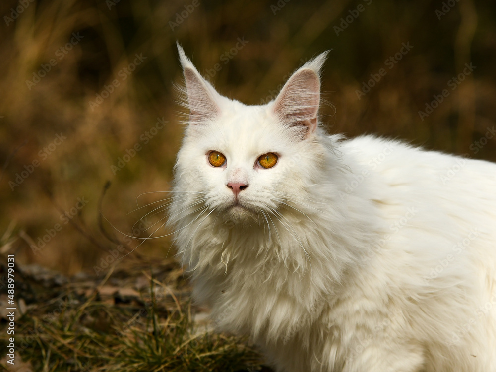 Chat blanc race rare maine coon dans la nature Chat blanc race rare maine coon dans la nature