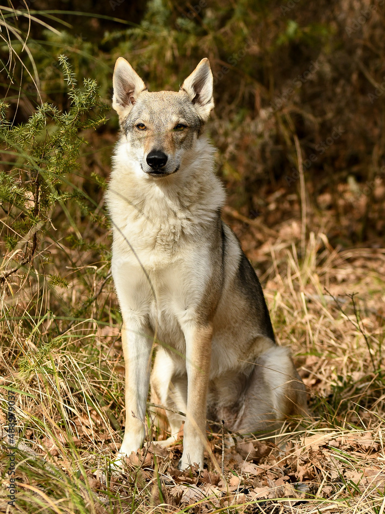 Fototapeta premium Portrait chien loup tchécoslovaque dans la forêt