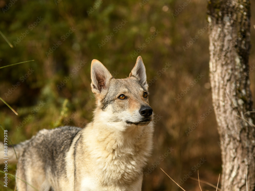 Portrait chien loup tchécoslovaque dans la forêt