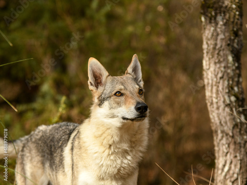 Portrait chien loup tchécoslovaque dans la forêt