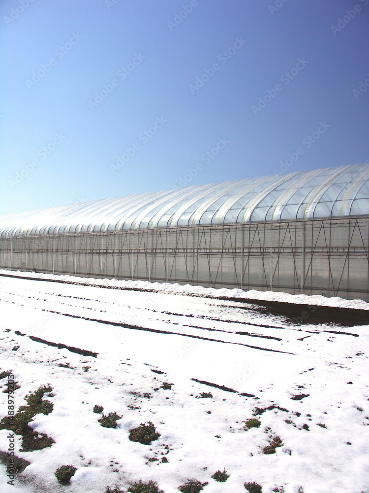 早春の雪の降った翌朝の温室と野菜畑風景