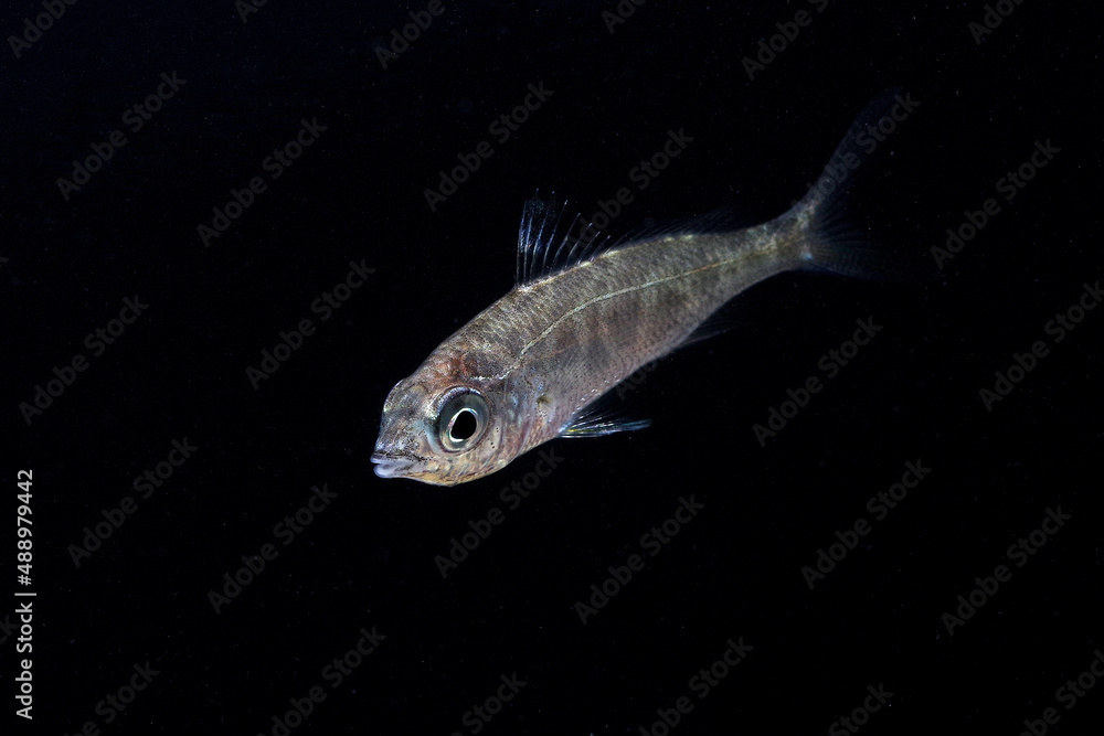 クロサギの幼魚 クロサギの幼魚