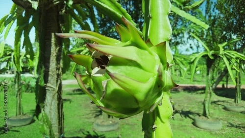 A young green dragon fruit on a tree at a dragon fruit farm photo