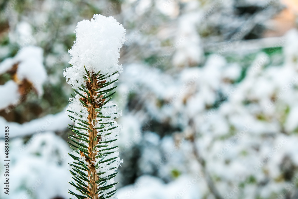 Top and needles of a spruce covered with snow after a snowfall. The top of a young fir tree in the snow against the background of a blurred snowy forest, copy space. Top and needles of a spruce covered with snow after a snowfall. The top of a young fir tree in the snow against the background of a blurred snowy forest, copy space.