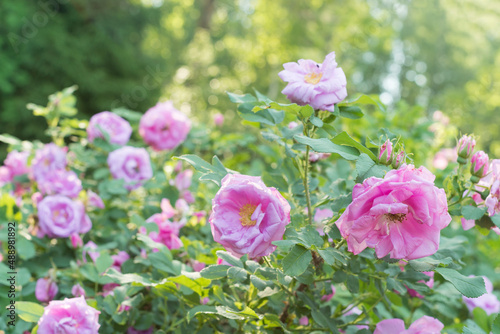 a branch of blooming pink rose hips
