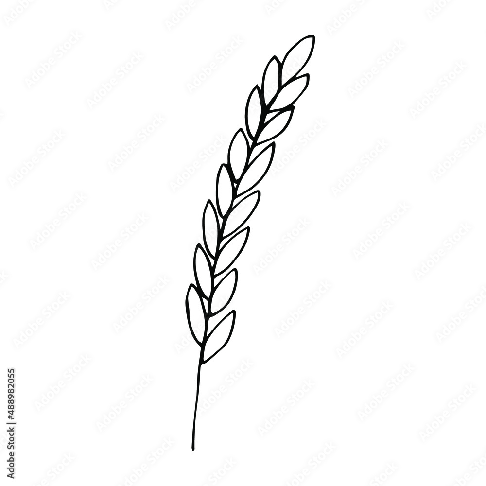 Wheat spike vector illustration, hand drawing doodle Wheat spike vector illustration, hand drawing doodle