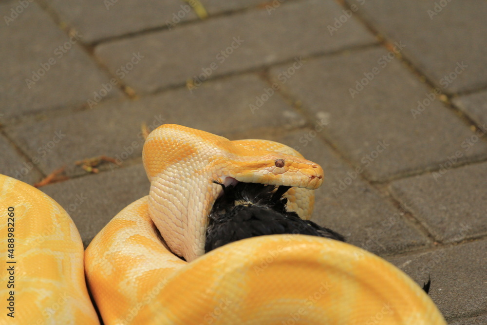 Yellow Python (Burmese Python) Take Lunch