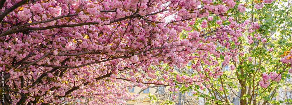 Beautiful Sakura blossoms during spring season in the park. Flora pattern texture. Nature floral background. Long banner Beautiful Sakura blossoms during spring season in the park. Flora pattern texture. Nature floral background. Long banner