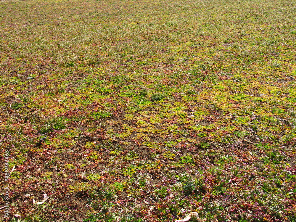 Obraz premium ホトケノザ咲く早春の休耕地風景