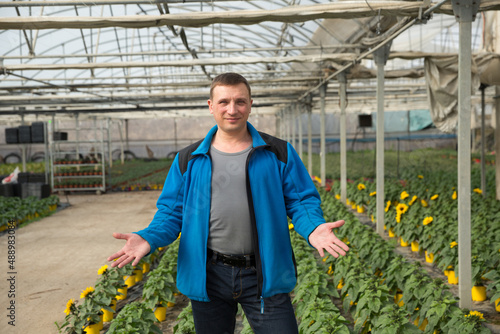 Successful farmer demonstrating blooming ornamental sunflowers in his glasshouse