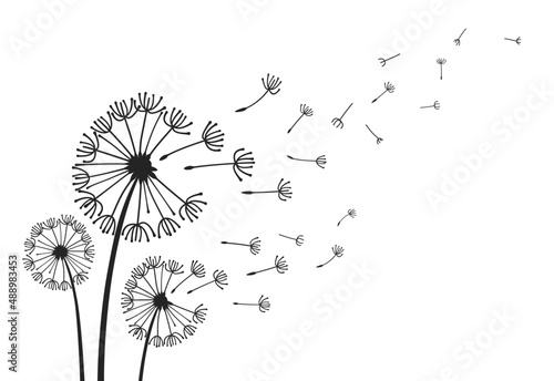 Dandelions with flying seeds  fluffy dandelion flower silhouettes. Spring season blooming blowball flowers doodles vector illustration. Dandelion fluffy nature silhouette