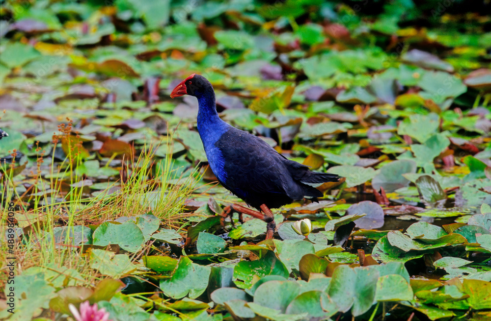Obraz premium Australasian swamphen