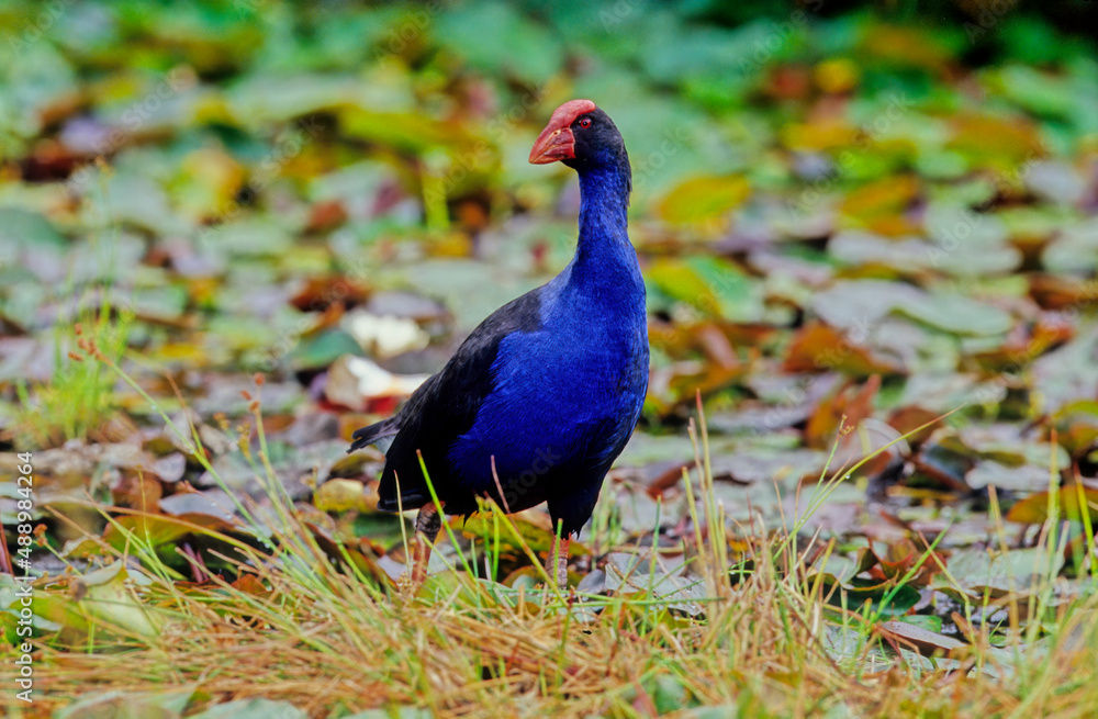 Australasian swamphen Australasian swamphen