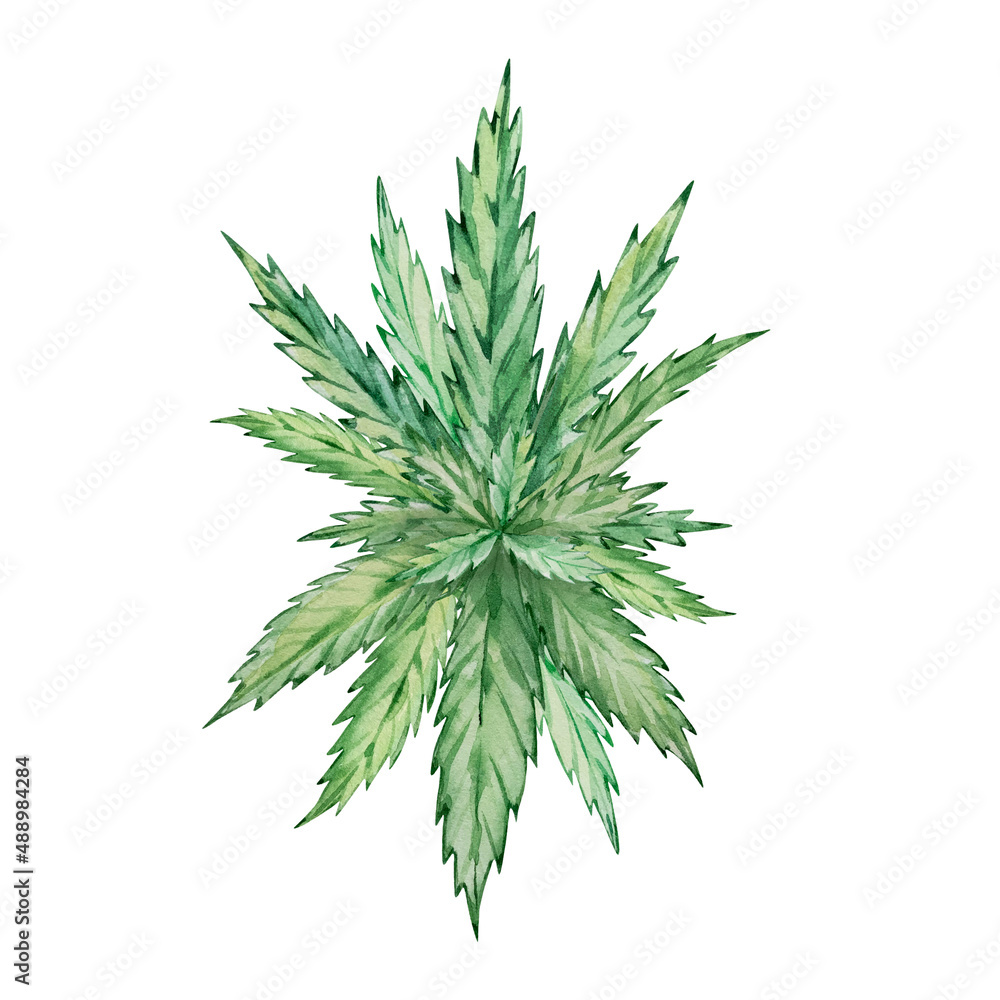 watercolor green cannabis leaves watercolor green cannabis leaves