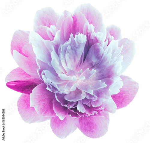 peony pink flower isolated on a white background. Close-up. For design. Nature.