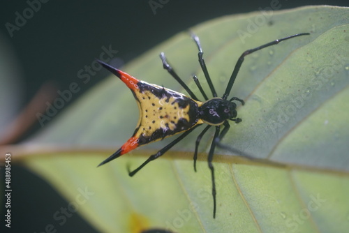 Female arrowshaped Micrathena Sagittata, an weaving spider on a leaf, wildlife in Amazon rainforest near Solimoes, Tapajós river, Brazil. photo