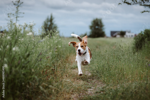 Fototapeta Naklejka Na Ścianę i Meble -  Happy playful beagle dog running with flying ears against nature background. Active dog pet enjoying outdoor summer walking
