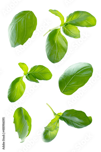 Green fresh basil leaves isolated on white background, levitating basil leaves