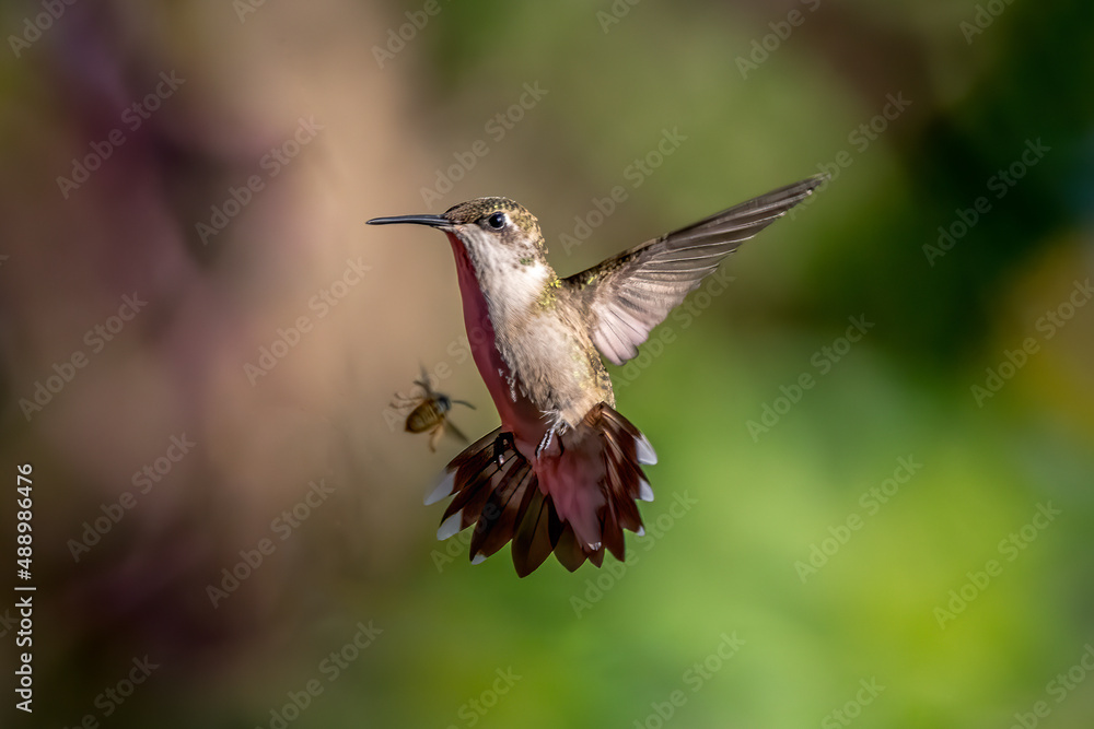 Fototapeta premium hummingbird in flight