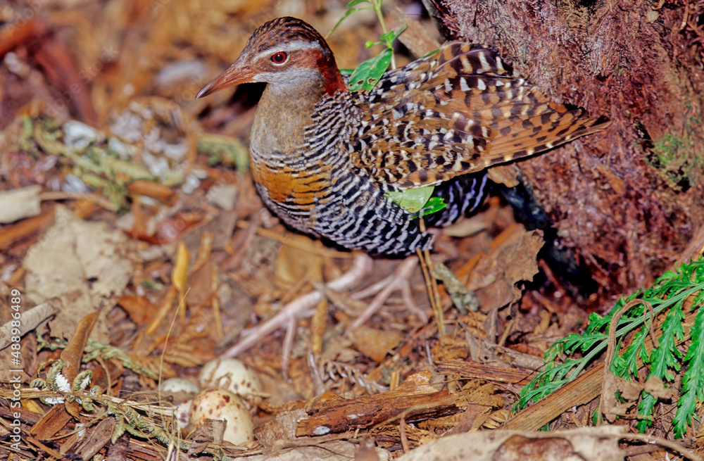 Buff-banded rail Buff-banded rail
