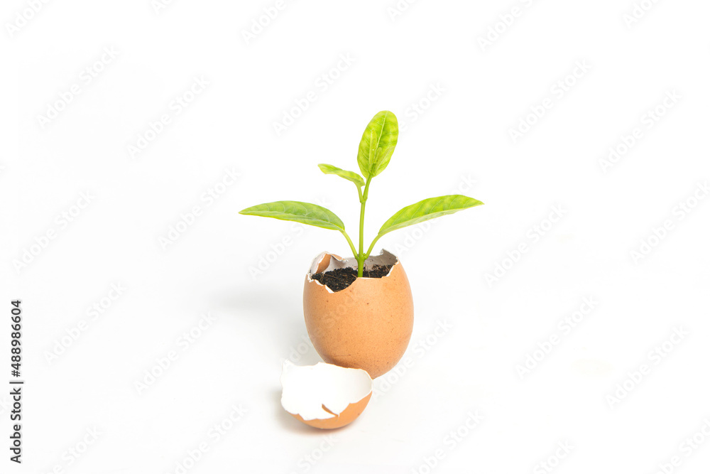 Close-up of a green plant growing in an eggshell isolated on white background.New life concept.