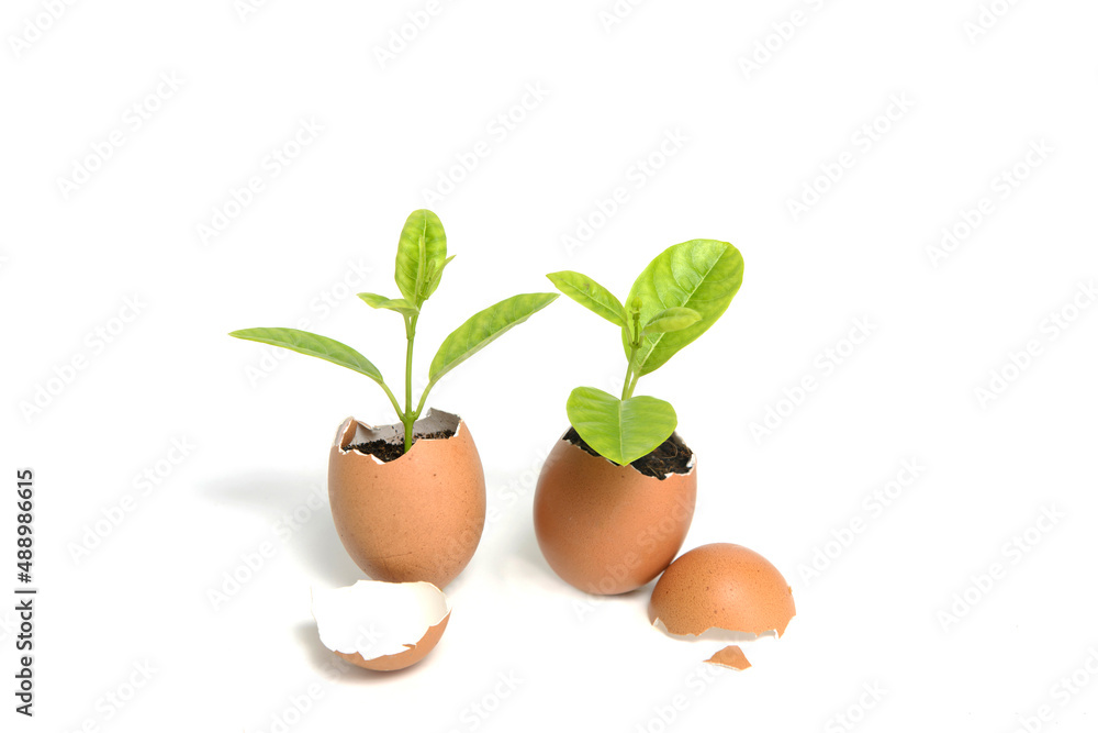Close-up of a green plant growing in an egg shell isolated on white background.New life concept. Close-up of a green plant growing in an egg shell isolated on white background.New life concept.