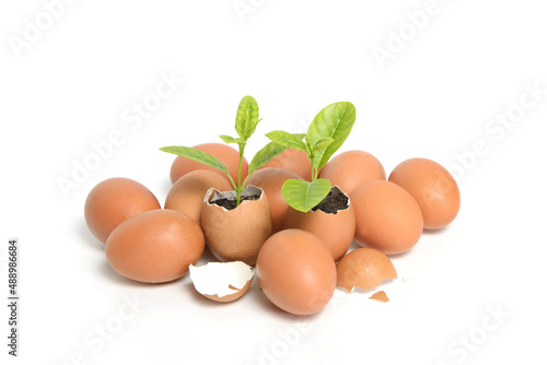 Close-up  of a green plant growing in an egg shell isolated on white background.New life concept.