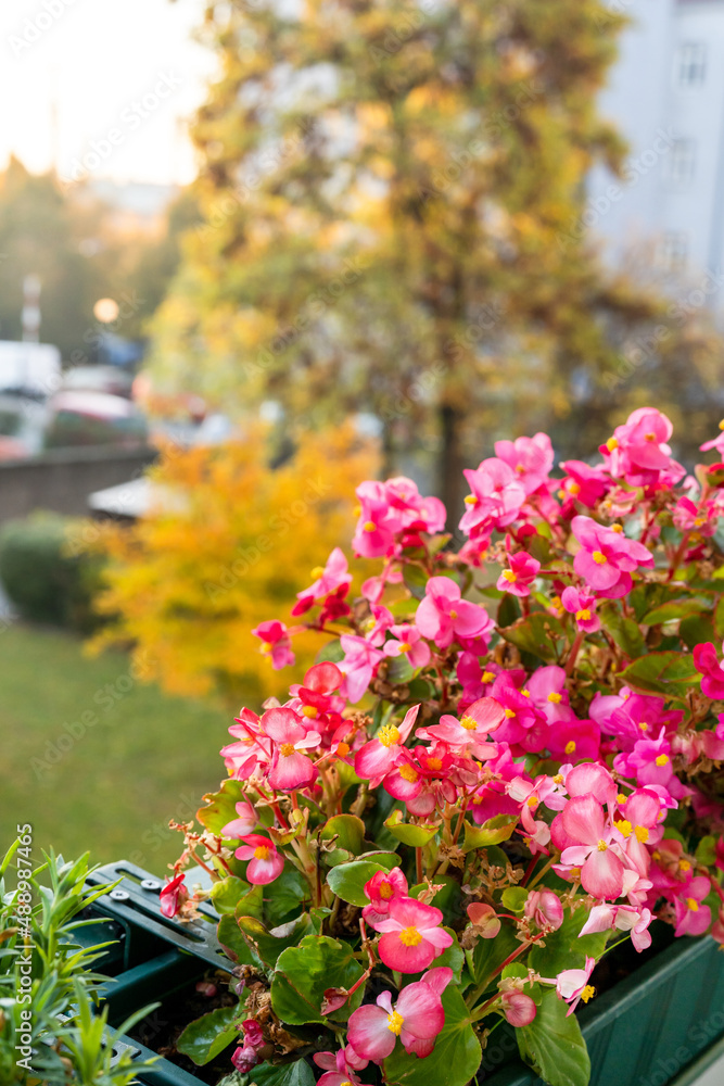 Beautiful pink begonia in Autumn outdoors. Gardening concept. Autumn season. Natural background Beautiful pink begonia in Autumn outdoors. Gardening concept. Autumn season. Natural background