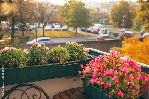 Fototapeta Naklejka Na Ścianę i Meble -  Cosy balcony with flowers in Autumn season. Home gardening. Natural floral background.