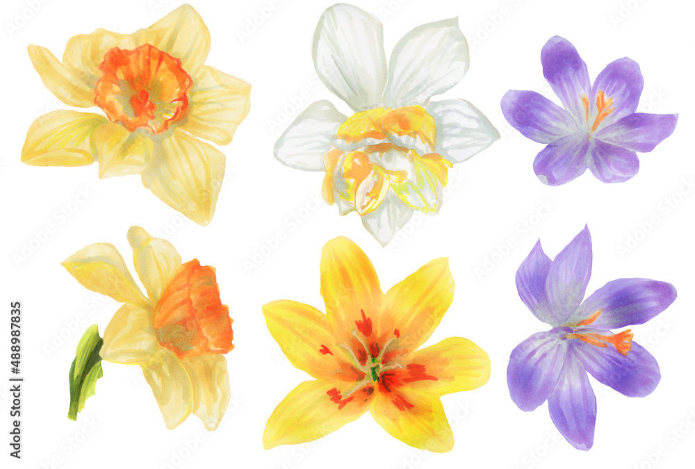 Set of Spring crocuses, narcissus, tulip on white. Cute hand drawn Crocus, narcissus, tulip flower  illustration watercolor.  botanical painting. Clipart