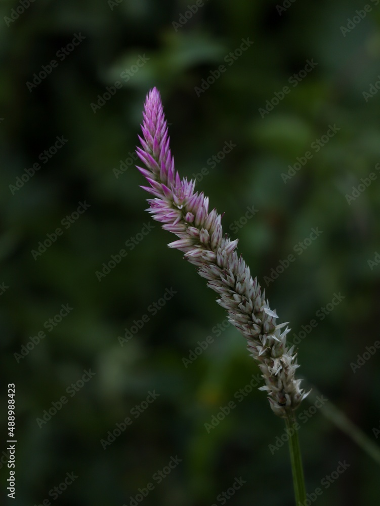 Potrait of celosia argentea flower
