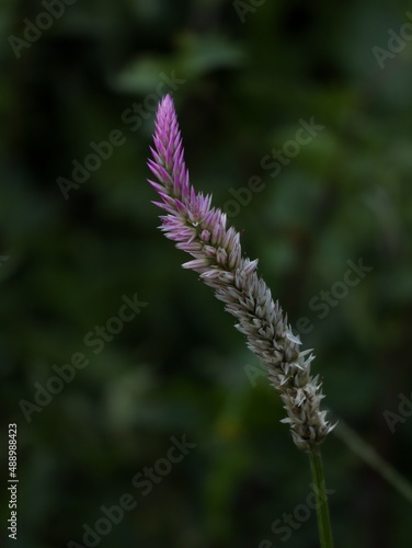 Potrait of celosia argentea flower