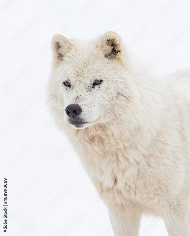 Arctic wolf isolated on white background portrait in the winter snow in Canada