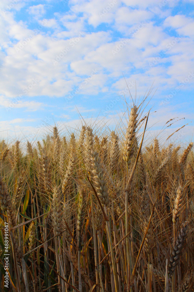 A corn field against a blue clouded sky on a summers day A corn field against a blue clouded sky on a summers day