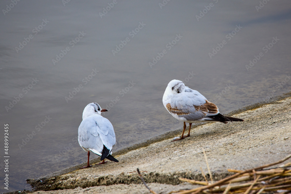 Obraz premium close up with a seagull on the shore of a lake