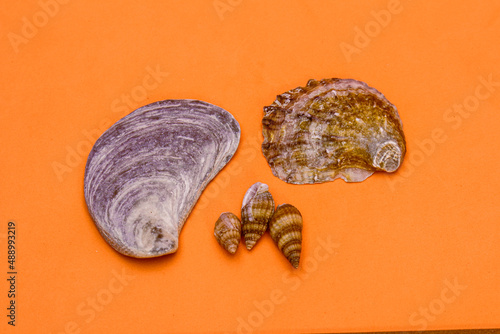 oyster, snail, seashell, and tritia reticulata on the orange and brown colour background. photo