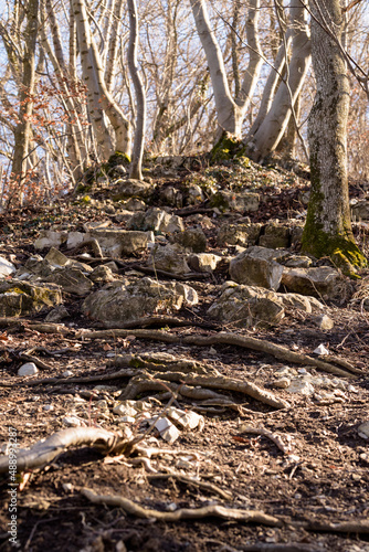 Trees grow between stones, roots on the forest floor, ivy vines between the trees in the sunshine photo