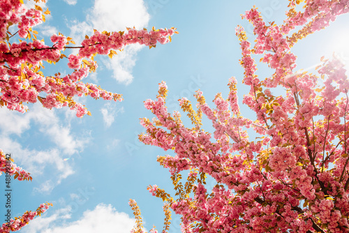 blooming pink sakura tree