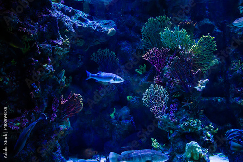 A tropical fish in the aquarium. Dark back