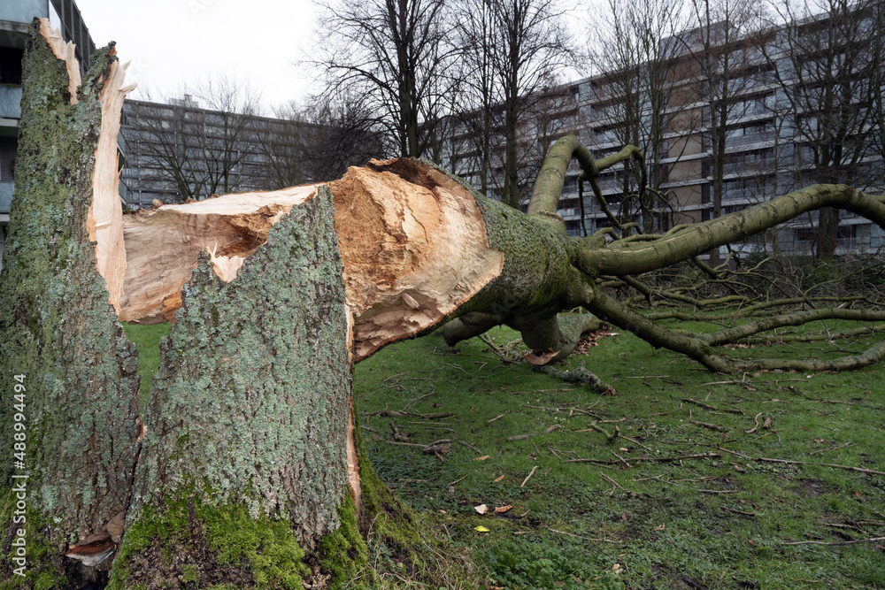 Fototapeta premium Storm damage. A tree broken by a storm lies near the house. Uprooted, downed trees.
