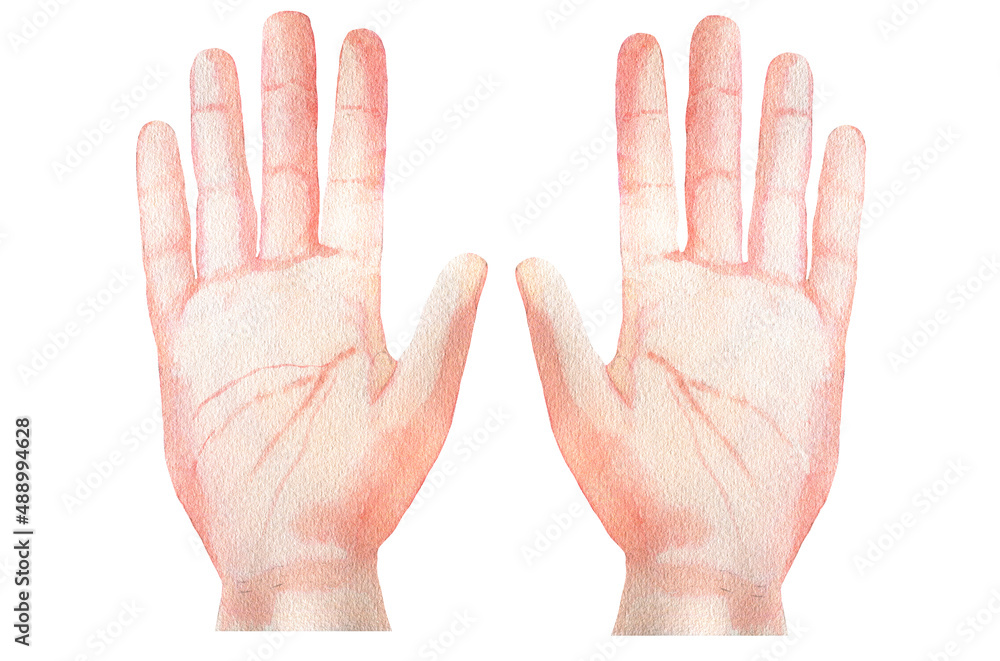 Watercolor two human hands up isolated on white. Watercolor two human hands up isolated on white.