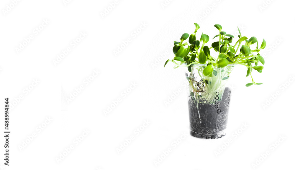 Isolated green sunflower sprout on white background, concept for organic food for be healthy 