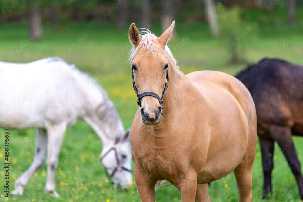 Brown horse is moving towards the camera at the rural farm Brown horse is moving towards the camera at the rural farm